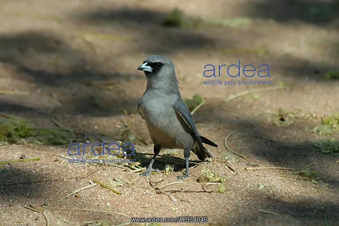 : Black-faced Woodswallow : Black-faced Woodswallow