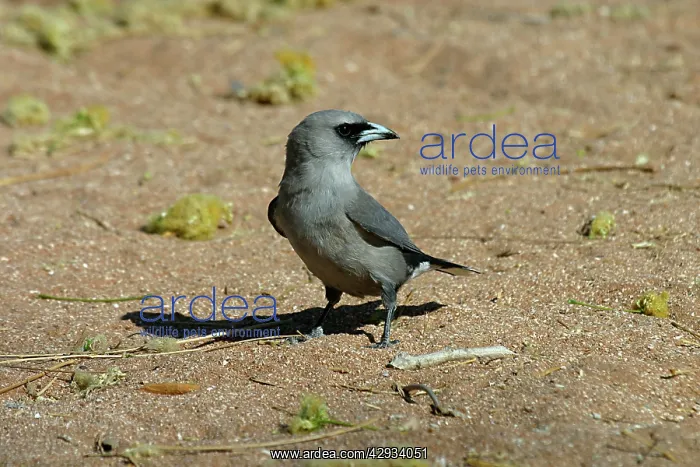 : Black-faced Woodswallow : Black-faced Woodswallow