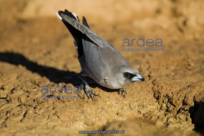 : Black-faced Woodswallow drinking : Black-faced Woodswallow drinking