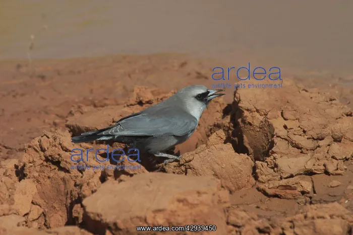 : Black-faced Woodswallow - drinking at drying pool : Black-faced Woodswallow - drinking at drying pool