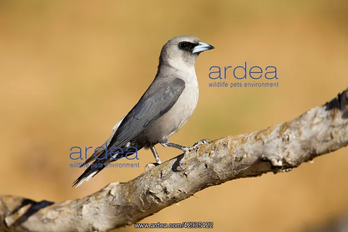 : Black-faced Woodswallow perched : Black-faced Woodswallow perched