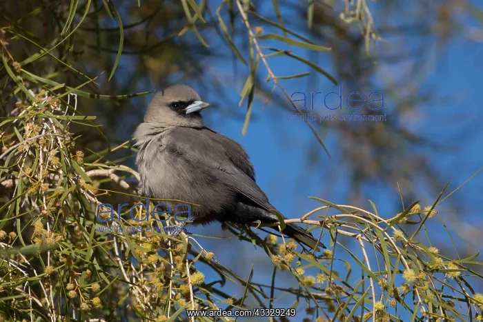 : Black-faced Woodswallow - Perched in a flowering : Black-faced Woodswallow - Perched in a flowering