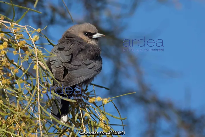 : Black-faced Woodswallow - Perched in a flowering : Black-faced Woodswallow - Perched in a flowering