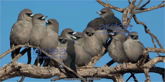  : Black-faced Woodswallows - eleven birds roosting