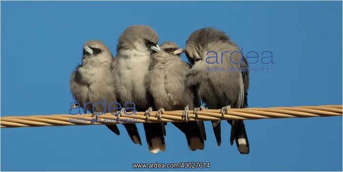 : Black-faced Woodswallows - mutual preening - Papunya : Black-faced Woodswallows - mutual preening - Papunya