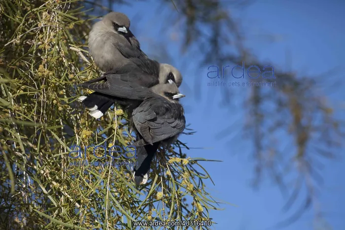 : Black-faced Woodswallows - Perched in a flowering : Black-faced Woodswallows - Perched in a flowering