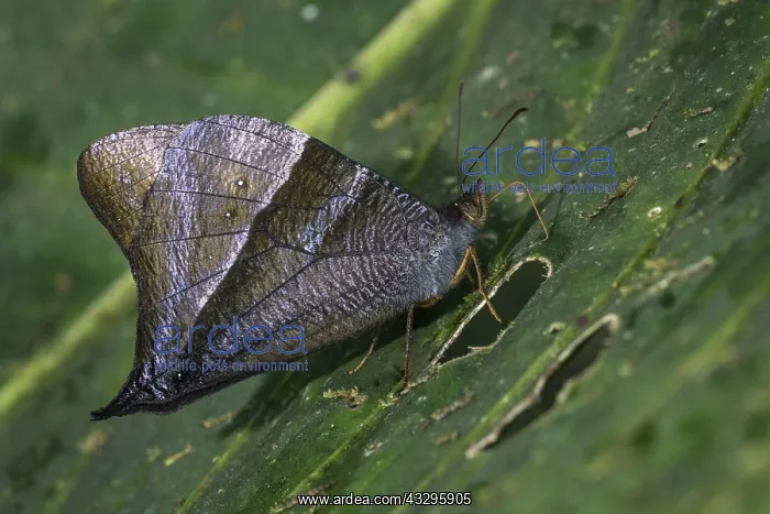 : Black Falcon butterfly (Corades pannonia) Tatama : Black Falcon butterfly (Corades pannonia) Tatama