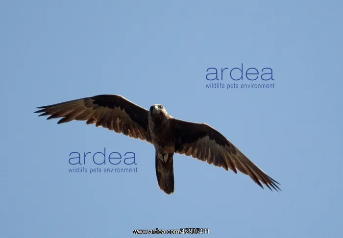 : Black Falcon - An uncommon raptor of the arid interior : Black Falcon - An uncommon raptor of the arid interior