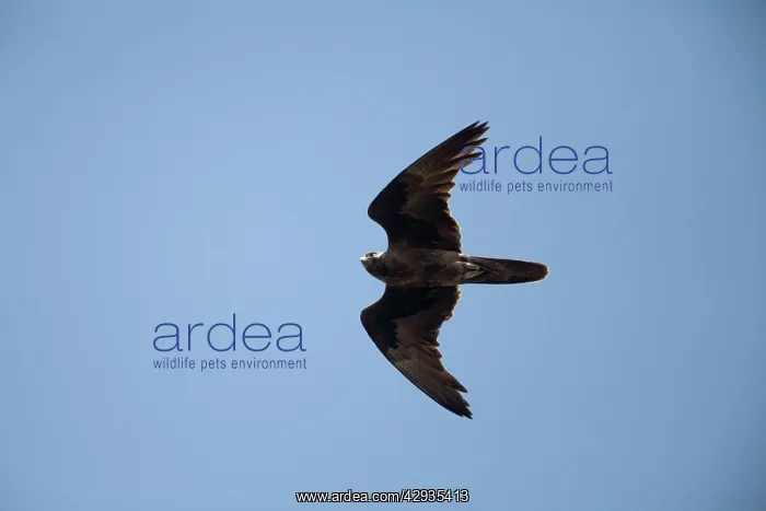 : Black Falcon - An uncommon raptor of the arid interior : Black Falcon - An uncommon raptor of the arid interior