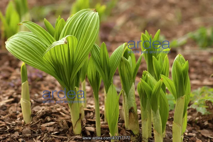 : Black false hellebore, Veratrum nigrum, A group : Black false hellebore, Veratrum nigrum, A group