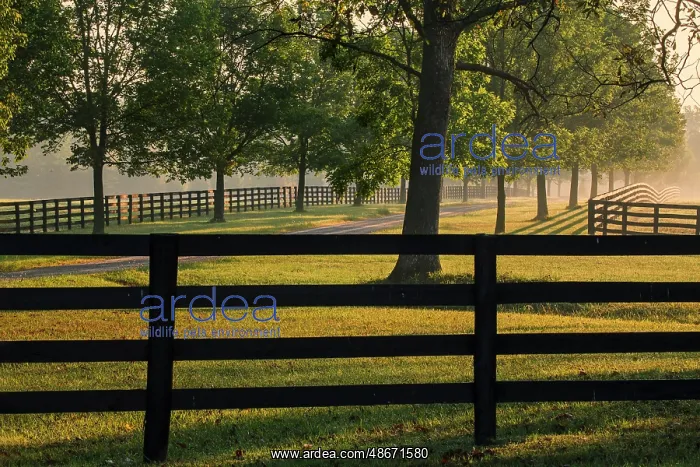 : Black fences on horse farm at sunrise on foggy morning : Black fences on horse farm at sunrise on foggy morning