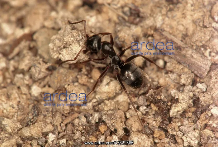 : Black Field Ant : Black Field Ant