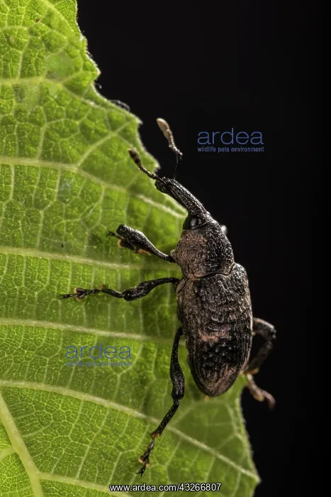 : Black fig weevil (Aclees taiwanensis) climbing the : Black fig weevil (Aclees taiwanensis) climbing the