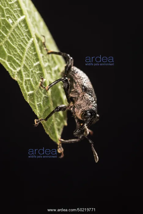: Black fig weevil (Aclees taiwanensis) descend the common fig (Ficus carica) leaf by night, Liguria, Italy : Black fig weevil (Aclees taiwanensis) descend the common fig (Ficus carica) leaf by night, Liguria, Italy