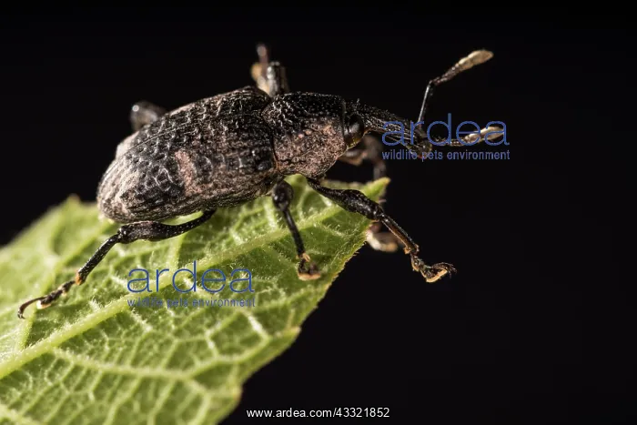 : Black fig weevil (Aclees taiwanensis) walking on : Black fig weevil (Aclees taiwanensis) walking on