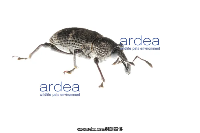 : Black fig weevil (Aclees taiwanensis) against a white background, Liguria, Italy : Black fig weevil (Aclees taiwanensis) against a white background, Liguria, Italy