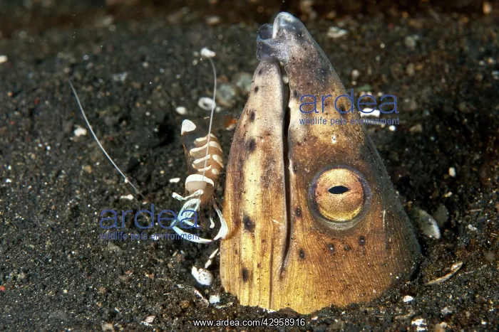  : Black finned Sand Eel  /  Snake Eel - with Magnificent Shrimp