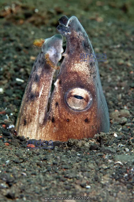 : Black Finned Sand / Snake Eel : Black Finned Sand / Snake Eel