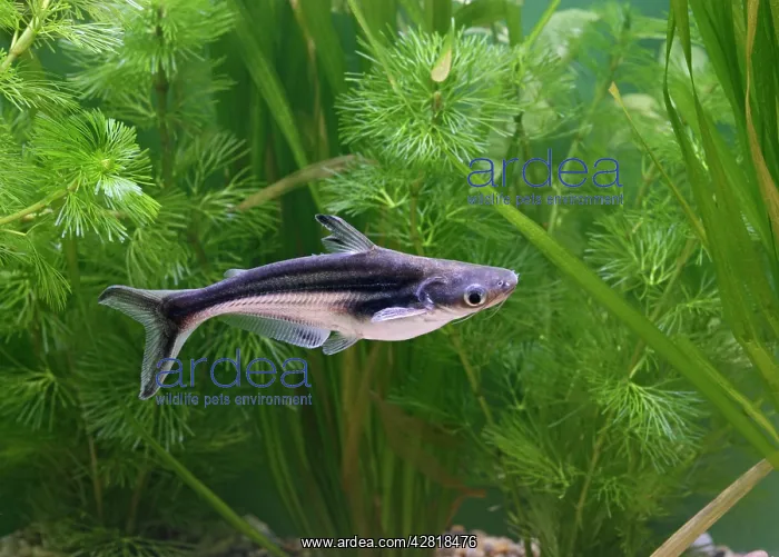 : Black-finned shark / Catfish - side view by weeds : Black-finned shark / Catfish - side view by weeds