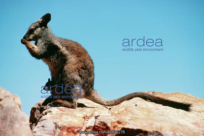 : Black-flanked Rock Wallaby : Black-flanked Rock Wallaby