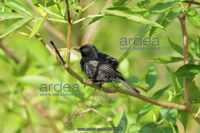 : Black Flowerpiercer : Black Flowerpiercer