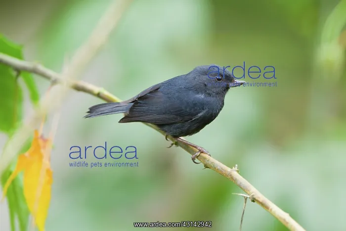  : Black Flowerpiercer