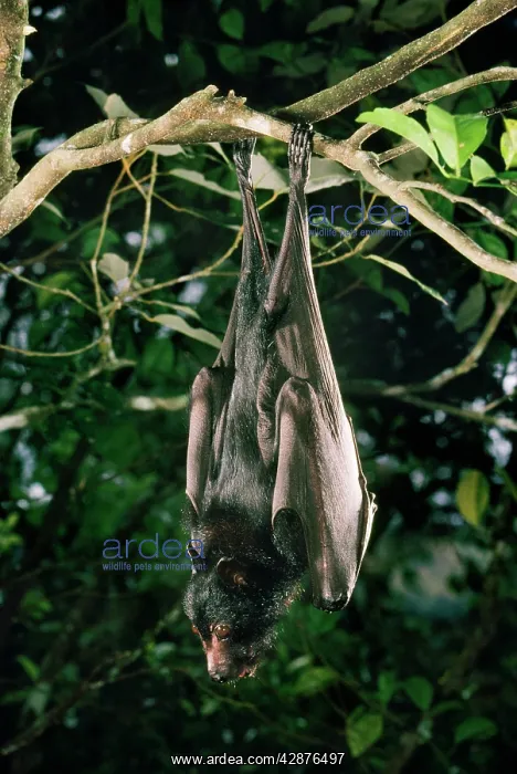 : Black Flying Fox : Black Flying Fox
