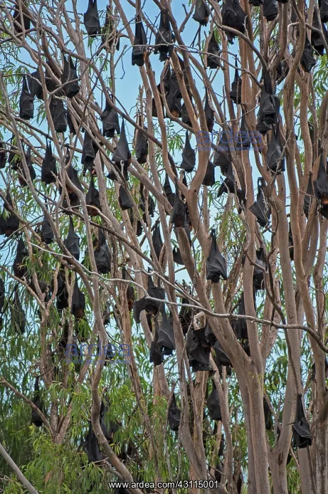: Black Flying Fox : Black Flying Fox