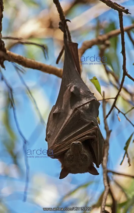 : Black Flying Fox : Black Flying Fox