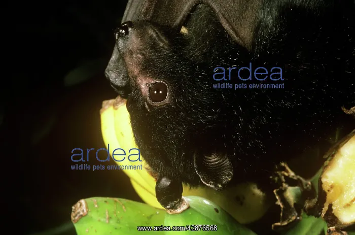 : Black Flying Fox - close-up of head : Black Flying Fox - close-up of head