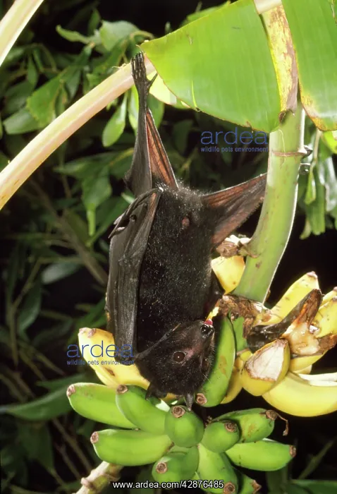 : Black Flying Fox / Fruit Bat - Male : Black Flying Fox / Fruit Bat - Male