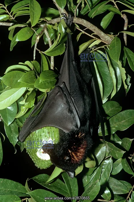 : Black Flying Fox - Hanging upside down feeding on fruit : Black Flying Fox - Hanging upside down feeding on fruit