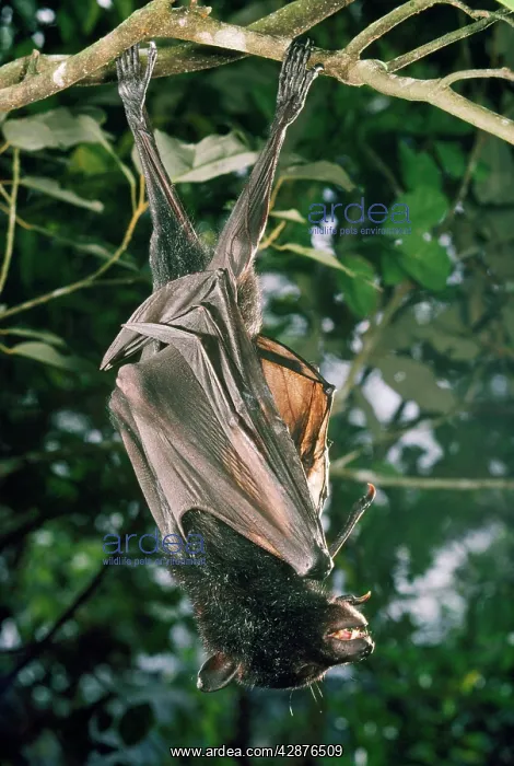 : Black Flying Fox - Largest Austalian Fruit bat : Black Flying Fox - Largest Austalian Fruit bat