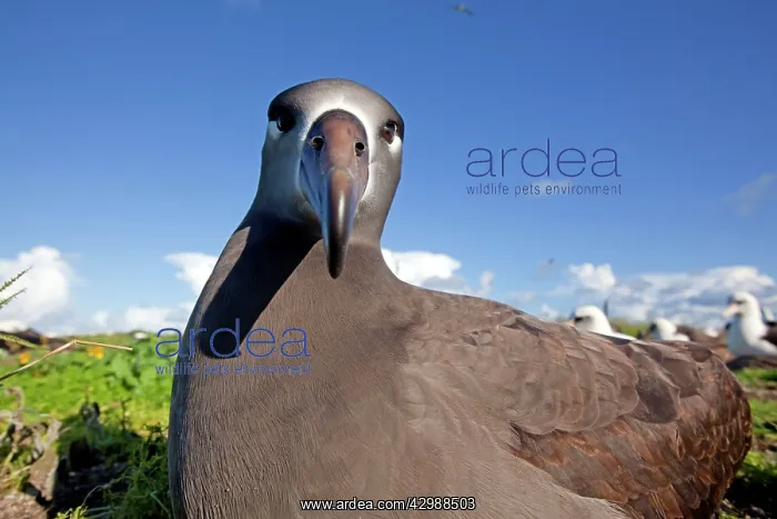 : Black-footed Albatross : Black-footed Albatross