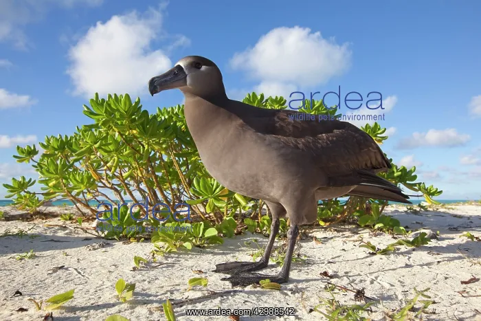 : Black-footed Albatross : Black-footed Albatross