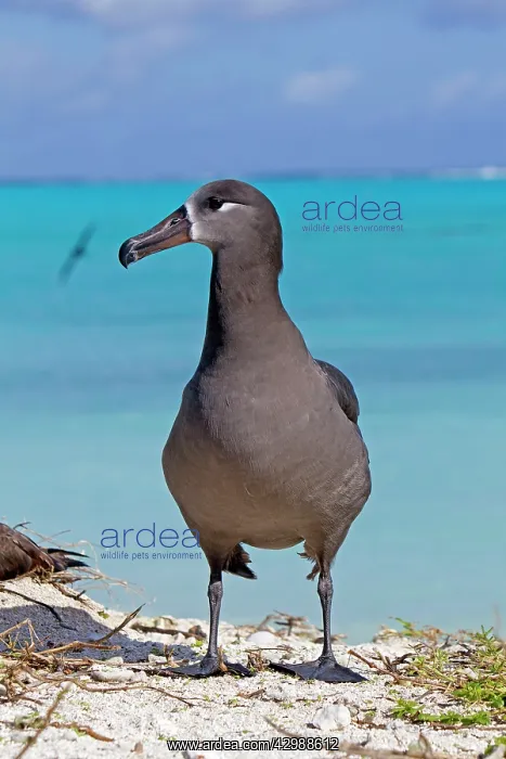 : Black-footed Albatross : Black-footed Albatross
