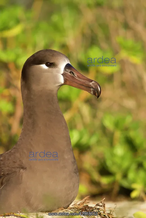 : Black-footed Albatross : Black-footed Albatross