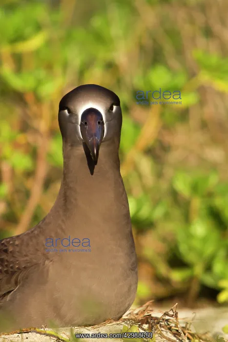 : Black-footed Albatross : Black-footed Albatross