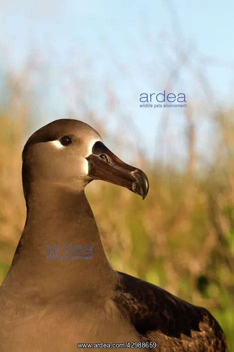 : Black-footed Albatross : Black-footed Albatross