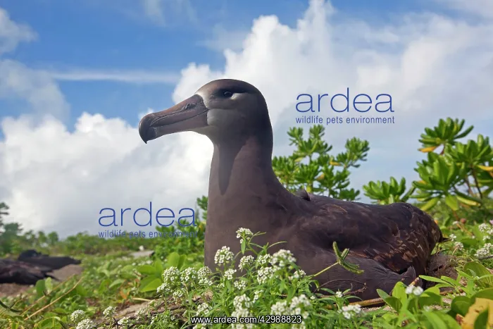: Black-footed Albatross : Black-footed Albatross