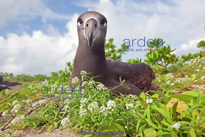 : Black-footed Albatross : Black-footed Albatross