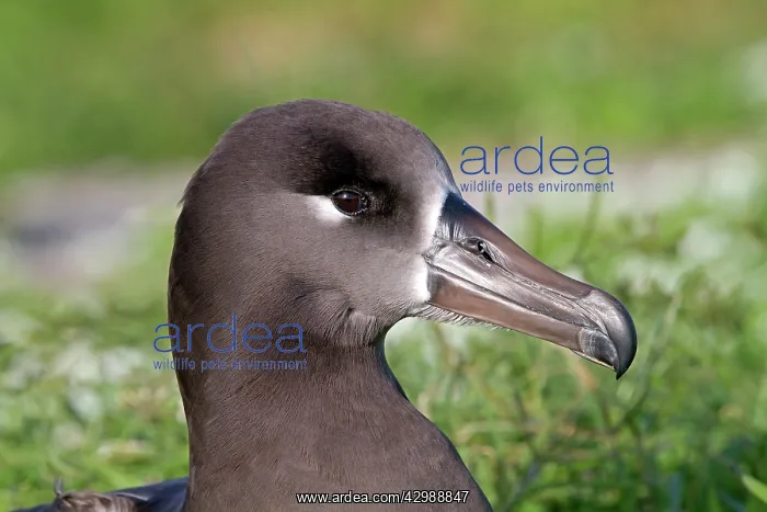 : Black-footed Albatross : Black-footed Albatross