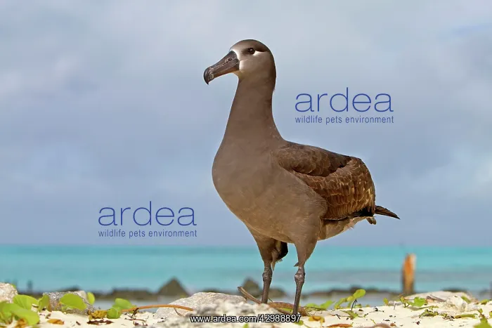 : Black-footed Albatross : Black-footed Albatross