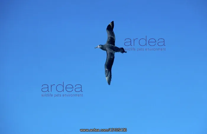 : Black-footed Albatross : Black-footed Albatross