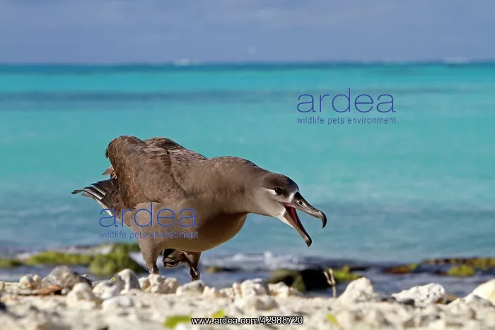 : Black-footed Albatross - calling : Black-footed Albatross - calling