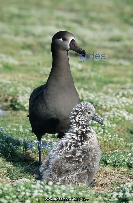 : Black-Footed Albatross - with chick : Black-Footed Albatross - with chick