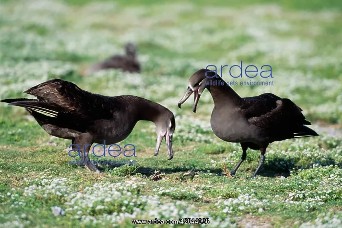 : Black-footed Albatross - courtship display : Black-footed Albatross - courtship display