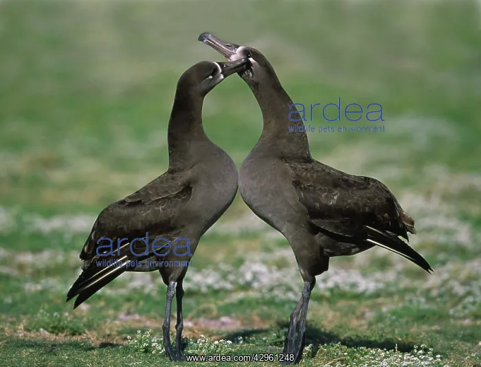 : Black Footed Albatross - Courtship Display : Black Footed Albatross - Courtship Display