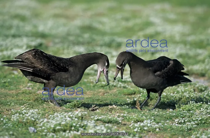 : Black-Footed Albatross - courtship display : Black-Footed Albatross - courtship display