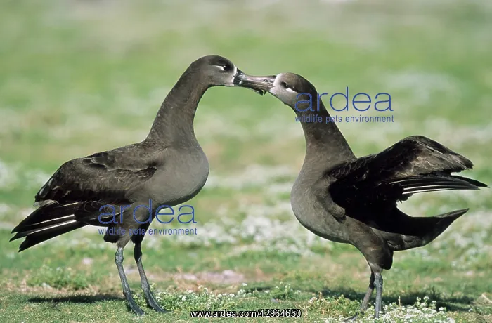 : Black-Footed Albatross - courtship display : Black-Footed Albatross - courtship display